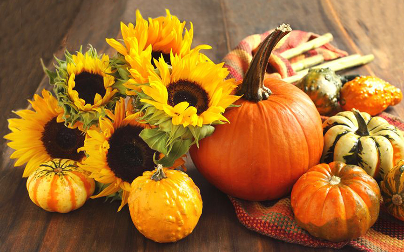 autumn pumpkins and sunflowers